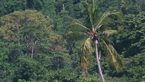 Imágenes-De-Tiro-Medio-De-4k-De-Palmeras-Meciéndose-En-El-Viento-Con-Bosque-Tropical-En-El-Fondo