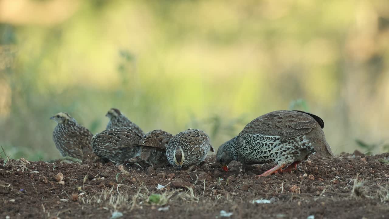 Wide shot of a female Natal spur fowl and her chicks scratching the ground and foraging for food, Greater Kruger