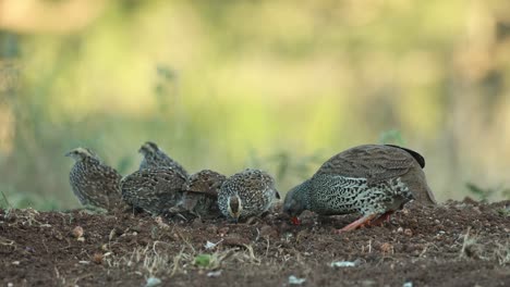 wide shot of a female natal spur fowl and her chicks scratching the ground and foraging for food, greater kruger