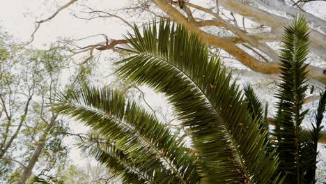 Butrint,-Albania,-green-palm-leaves-growing-amidst-the-ruins