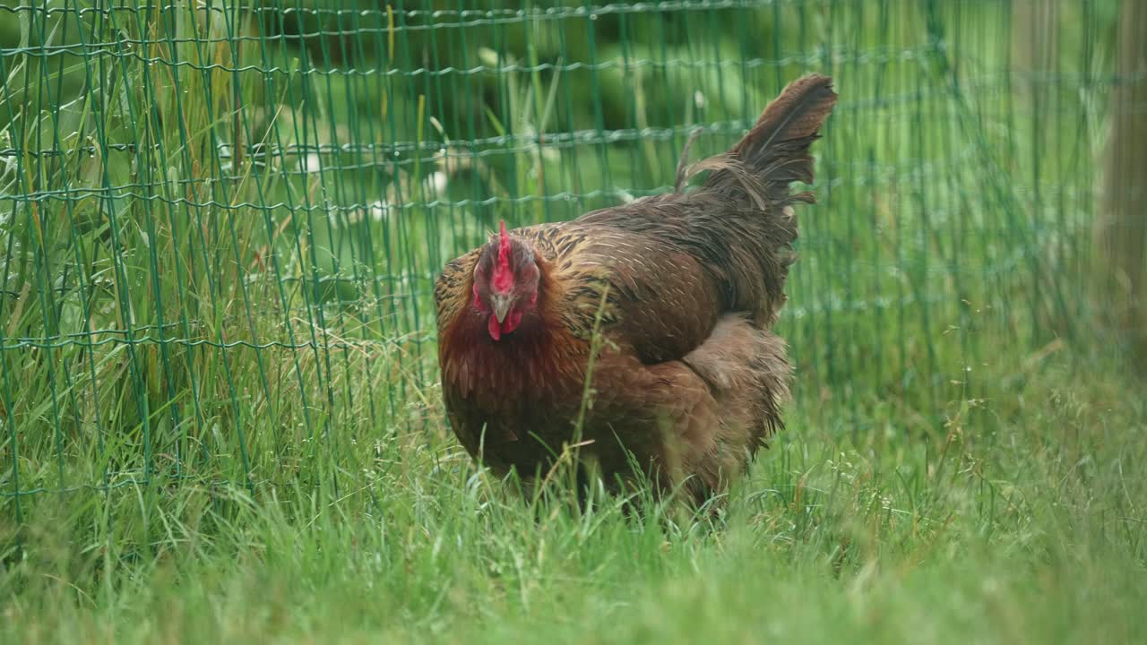 Brown Feathered Chicken Outside In Grass Meadow Beside Fence At Poultry Farm. Follow Shot