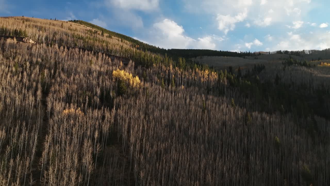 Vibrant autumn colors on mountains amongst bare trees with dramatic shadows, warm afternoon sunlight in Vail Colorado, drone