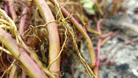 close up of the root stem of an aquatic plant