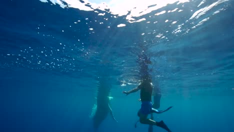 Young-humpback-whale-with-swimmers-in-clear-water-around-the-island-of-Tahiti,-south-Pacific,-French-Polynesia