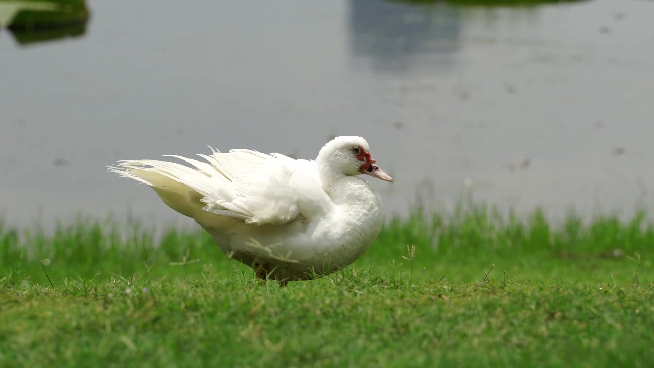 Filmato naturalistico cinematografico di un'anatra muta che si pulisce le piume su un prato erboso vicino all'acqua (4K25p)