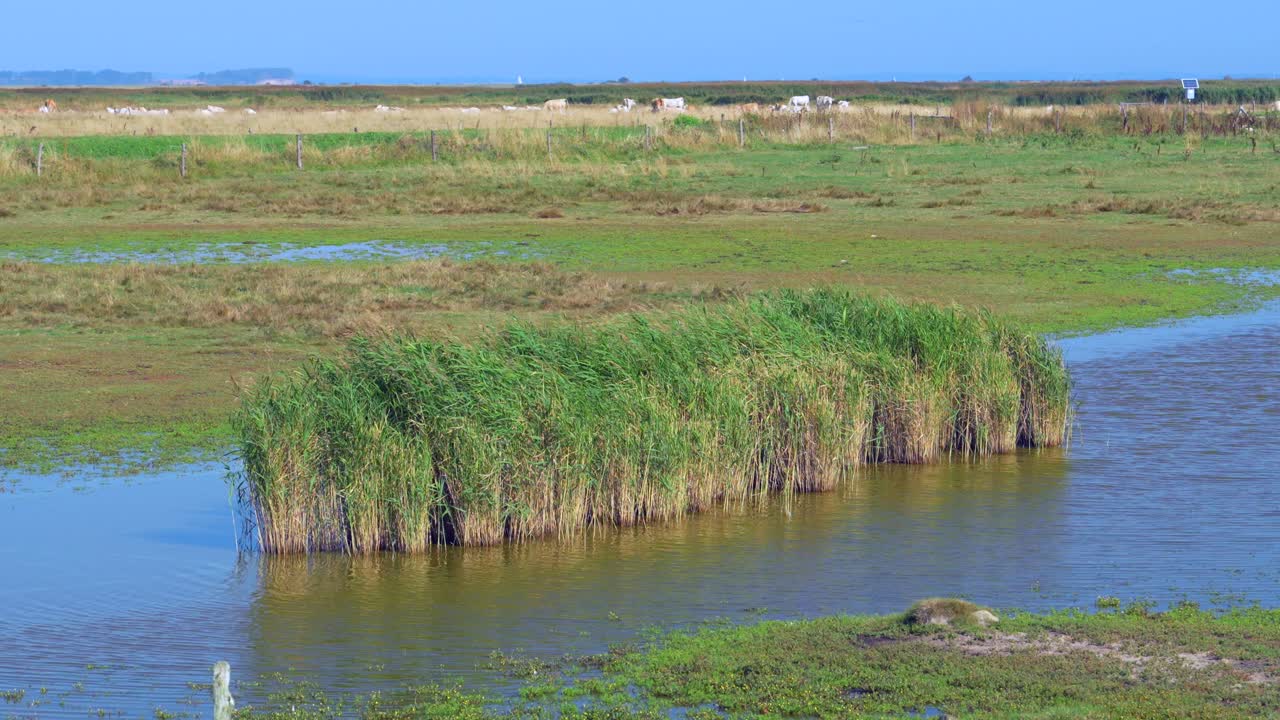 Serene Marsh Landscape with Cattle Grazing in the Distance
