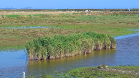 serene marsh landscape with cattle grazing in the distance