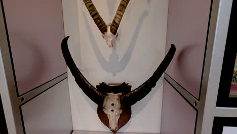 exhibit of various animal skulls and horns