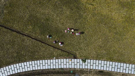 Chinese-Farmers-in-Agricultural-Field-in-Jiangsu,-Suzhou---Aerial