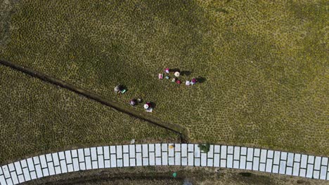 Granjeros-Chinos-En-Campo-Agrícola-En-Jiangsu,-Suzhou---Antena