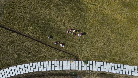 granjeros chinos en campo agrícola en jiangsu, suzhou - antena