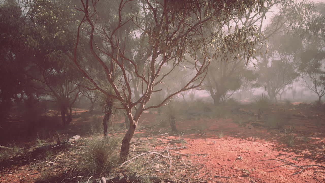 Dirt road in forest australian bush path
