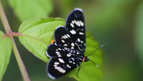 Insecto-Macro-Hd-Video,-Mariposa-Encaramada-En-Malas-Hierbas