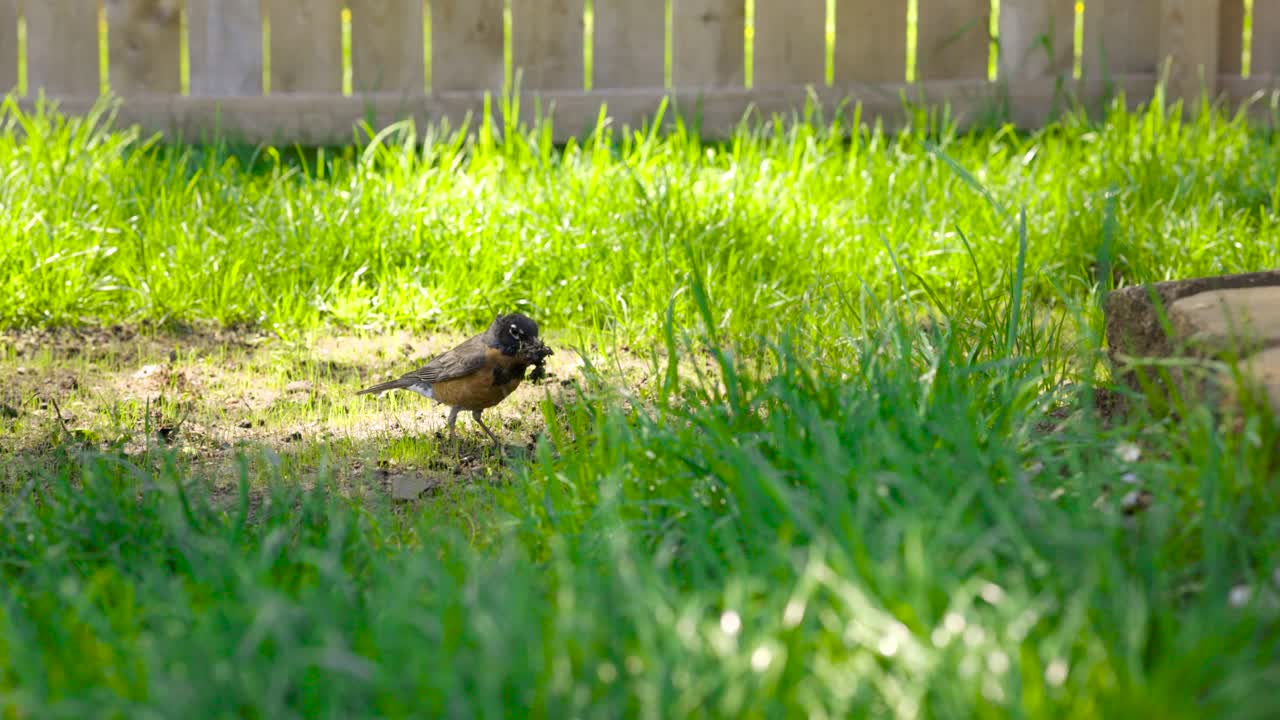 따스한 봄 날씨에 울새를 찾아 헤매는 로빈새