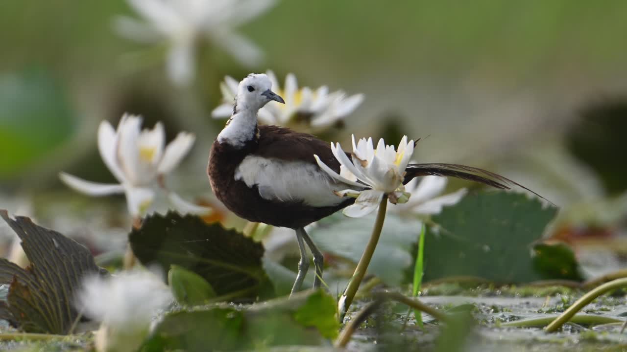 fotografía en primer plano de la jacana de cola de faisán por la mañana