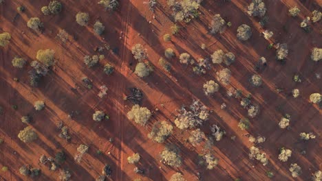 vista de arriba hacia abajo de una pista de tierra en el desierto australiano al atardecer, australia occidental