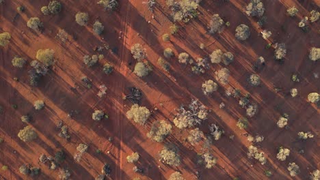 top down view of dirt track in australian desert at sunset, western australia