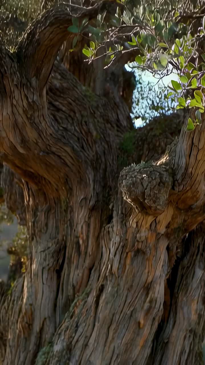 Vídeo vertical: Cámara panorámica que se eleva desde la base de un árbol bajo y trepa por el tronco en un parque, revelando una protuberancia