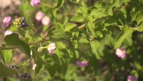 Makroaufnahme-Eines-Brombeerstrauchs-Mit-Rosa-Blüten