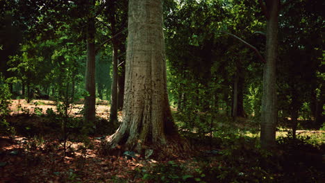 misty beech forest on the mountain slope in a nature reserve