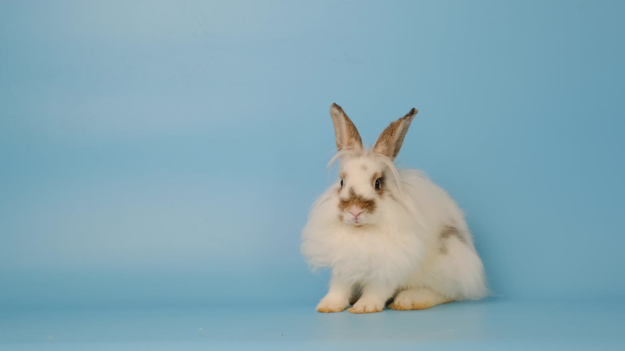 사랑스러운 작은  토끼가 앉아서 주위를 둘러보고 파란 화면에 누워 있습니다.