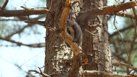 white-bellied eurasian gray squirrel on a rotten pine tree branch