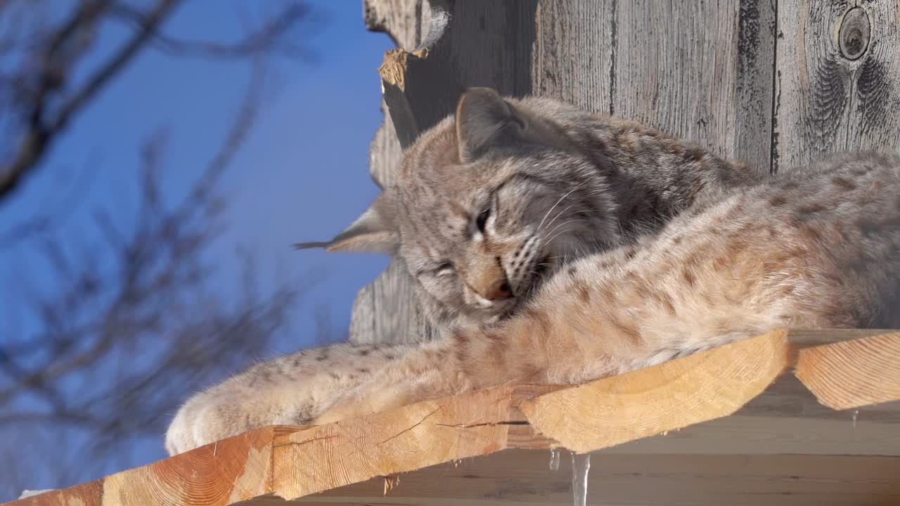 유라시아 스라소니는 노르웨이 랑게드라그 자연 공원에 있는 자신의 창고 밖에서 아름다운 햇빛에 발을 닦고 있습니다 - 흐릿한 배경과 울타리를 통해 보이는 프레임의 왼쪽 부분을 슬로우 모션으로 닫습니다