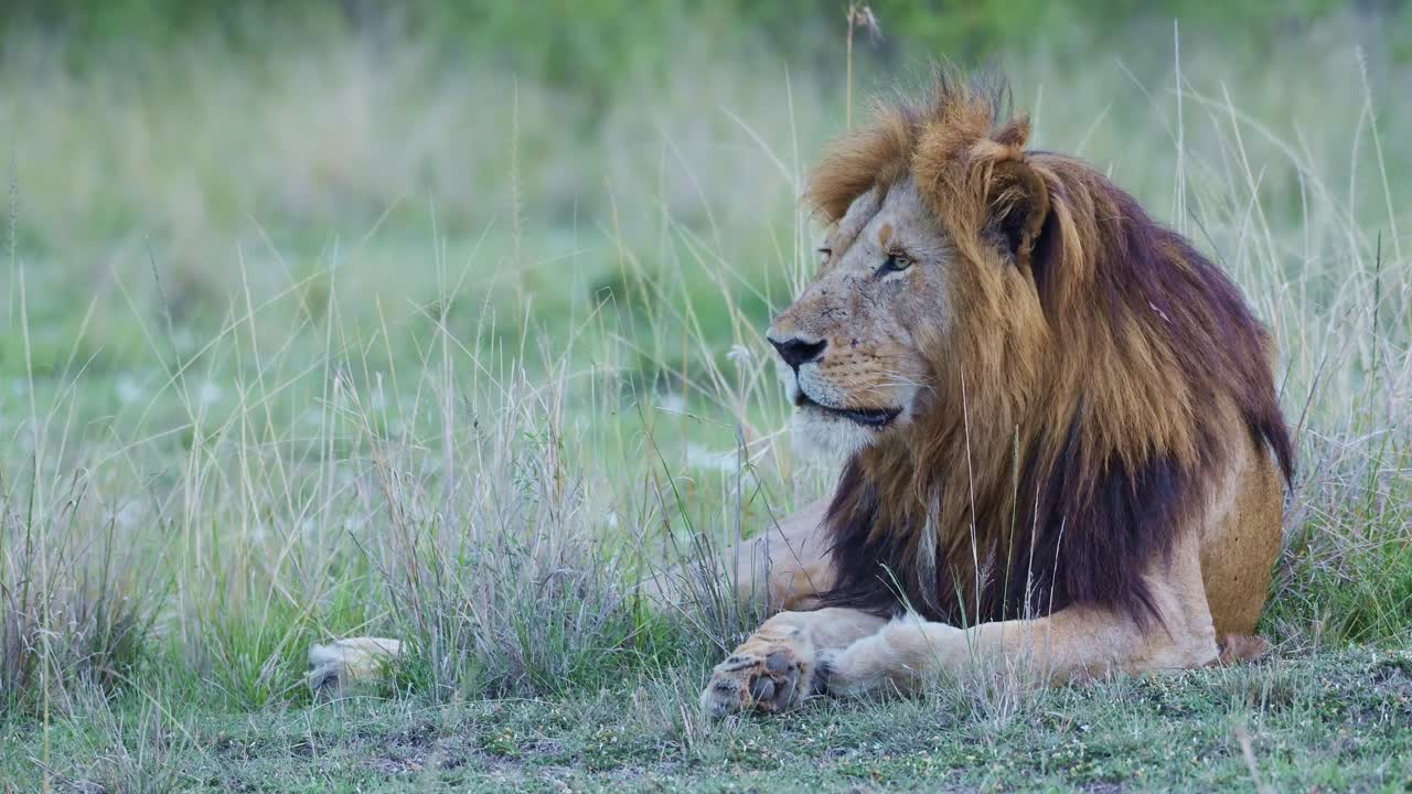 Slow Motion of African Wildlife Male Lion Animal in Maasai Mara National Reserve, Africa Close Up Portrait on Safari in Kenya, Low Angle of Big Five Predator of Beautiful Big Five Cat in Masai Mara