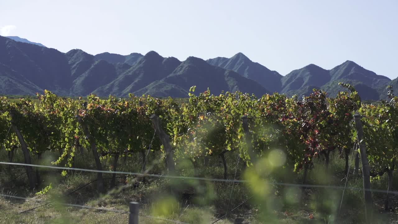 아르헨티나 살타에 있는 포도의 클로즈업 뷰 (close-up view of a vineyard in salta, argentina)