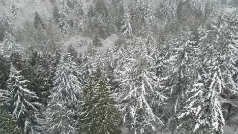 White-snow-covers-a-dense-evergreen-forest-during-a-blizzard,-aerial-orbit