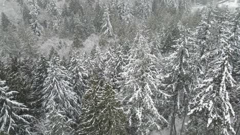la nieve blanca cubre un denso bosque siempreverde durante una ventisca, órbita aérea