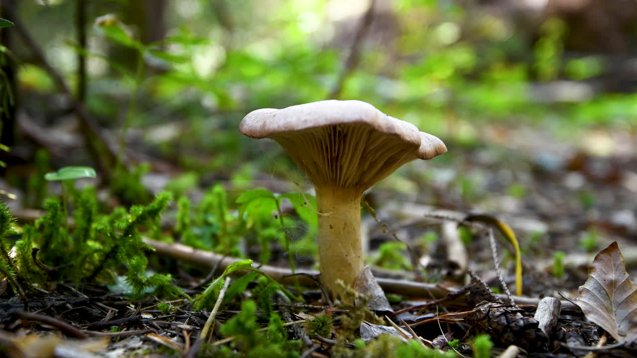 Mushroom on forest floor, close up, 4k, floor level shot, low angle