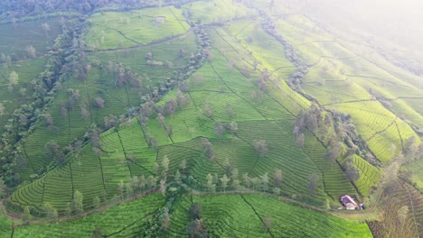 Luftaufnahme-Der-Berghanglandschaft-Mit-Grünteeplantage-Am-Morgen