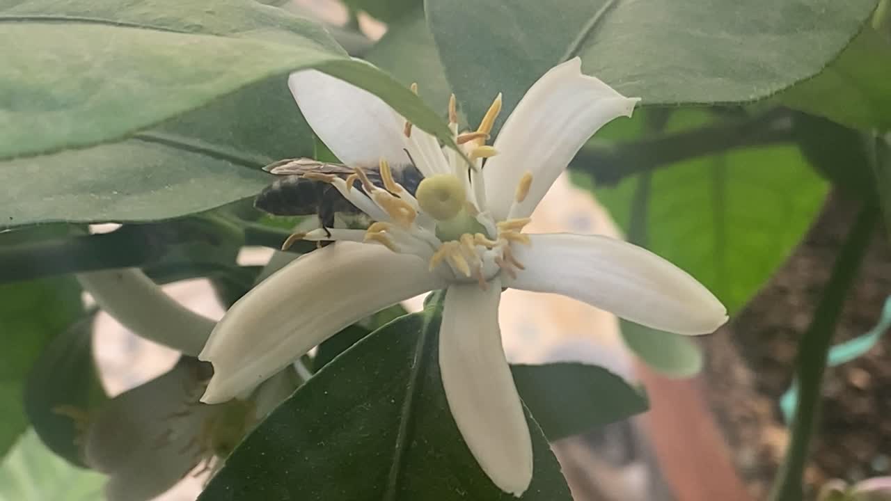 Bee collecting pollen from a flower of a green lemon tree.
