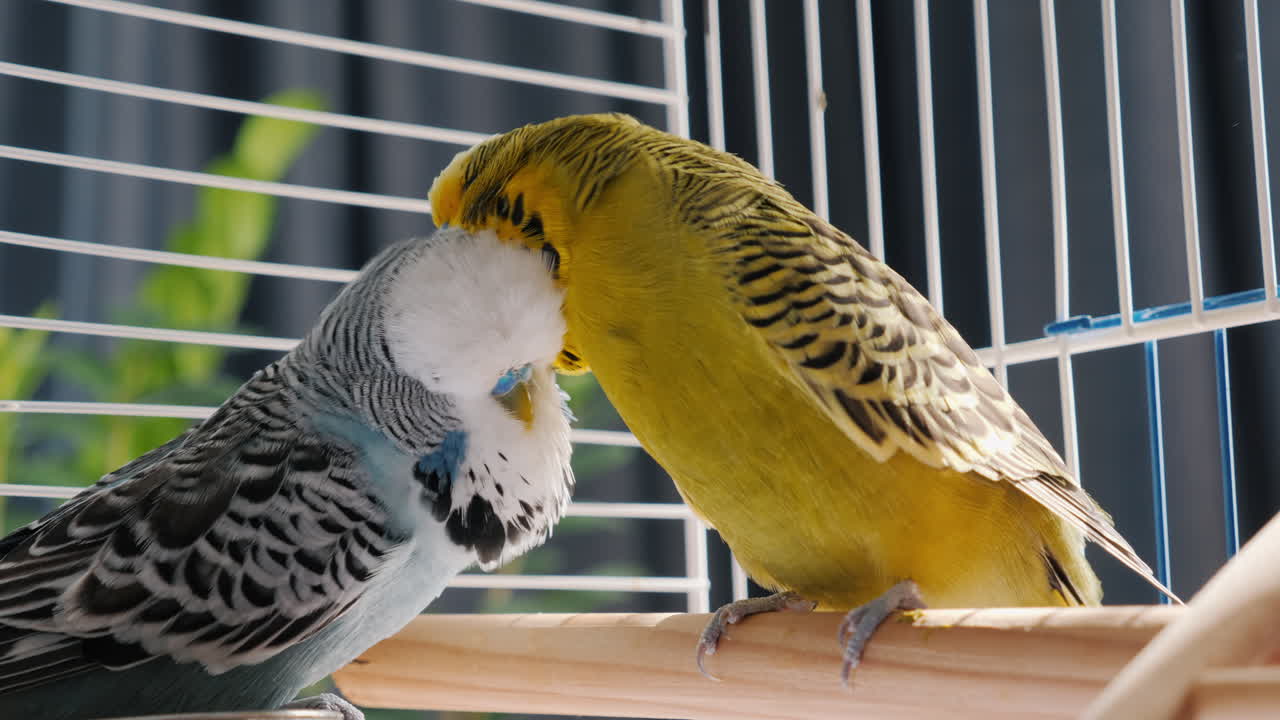 두 마리의 무새가 동굴에