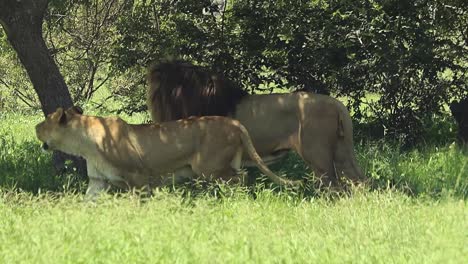 male lion in the shade of a tree