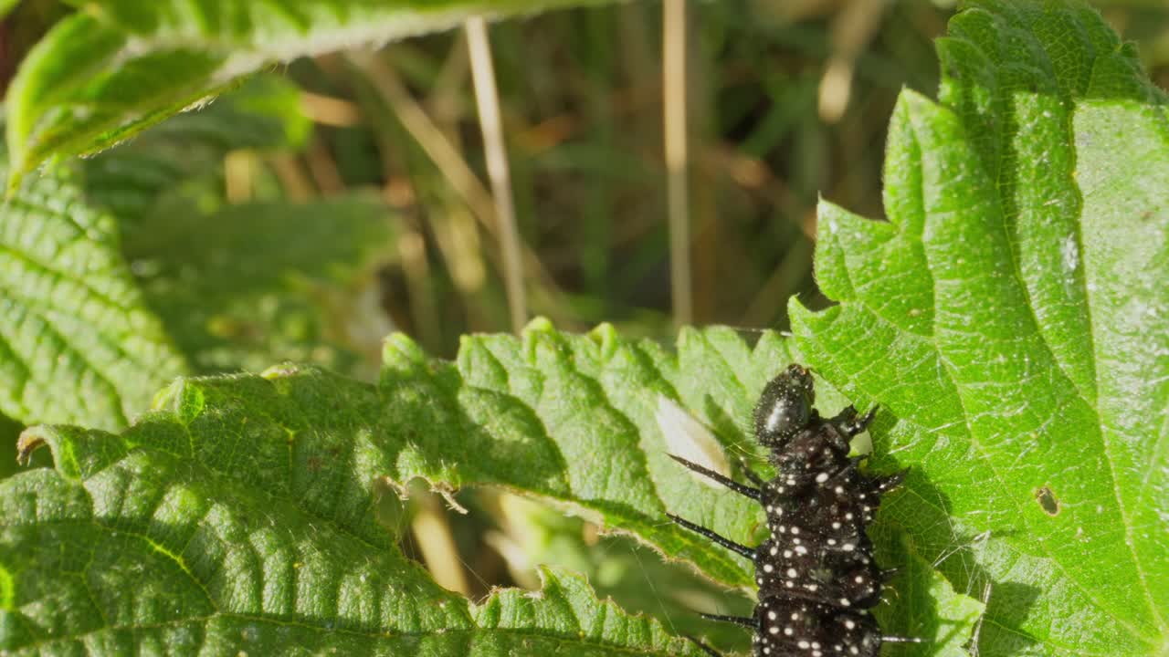 Peacock caterpillar holding firm on leaf edge, legs visible in profile