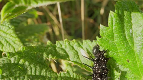 peacock caterpillar holding firm on leaf edge, legs visible in profile
