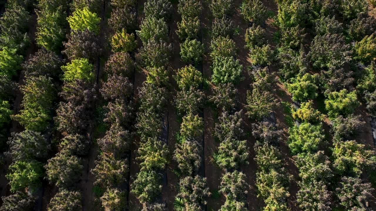 vista aérea de un campo de cáñamo que se cosechará para la producción de aceite de cbd en el sur de oregon