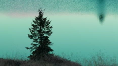 tranquil lake scene with a single pine tree