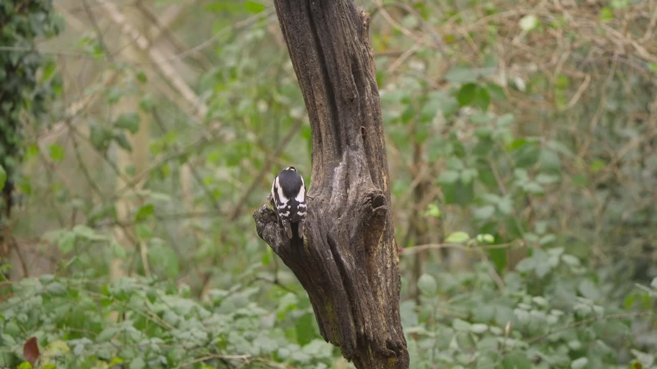 Great spotted woodpecker clinging to tree trunk in Dutch forest habitat