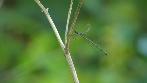 libélula volando lejos de un palo de madera con un fondo verde borroso
