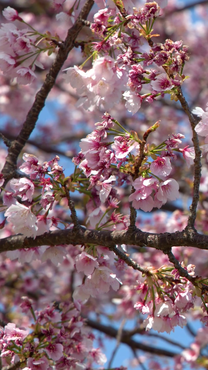 Primo piano di fiori di sakura rosa che ondeggiano delicatamente contro un cielo azzurro limpido a Tokyo