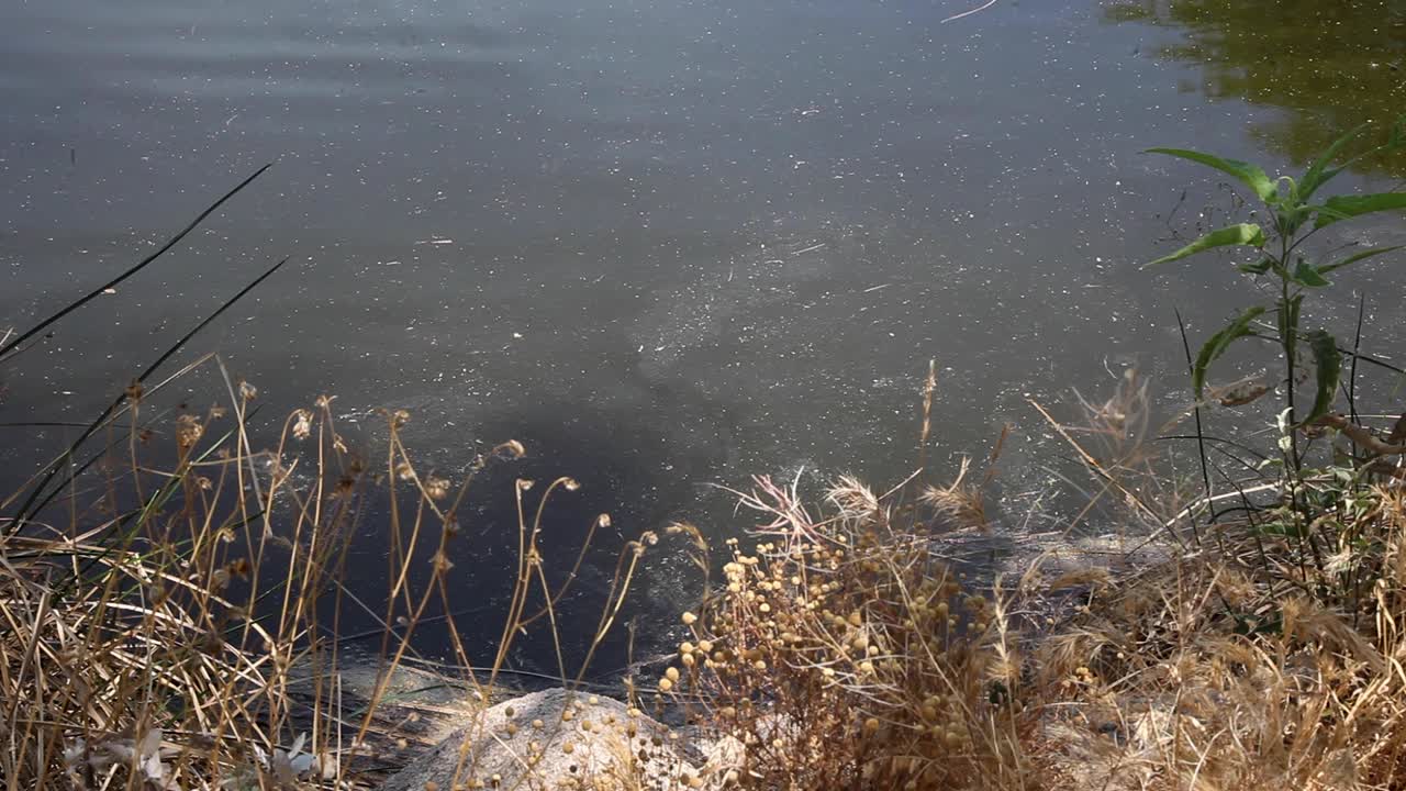 지역 골프 코스의 워터 해저드는 곤충, 거북이, 잡초, 분수 언덕, 애리조나를 지원합니다.