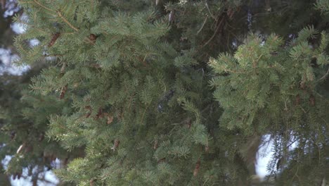 detail of a cedar tree branches moving in the wind, with small pinecones