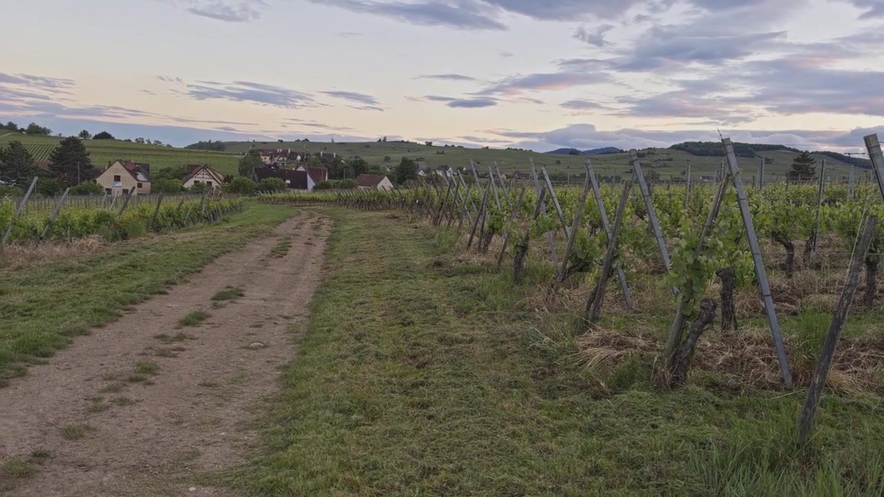 Sentiero sterrato lungo i filari di vigneti che conduce verso un villaggio francese al tramonto