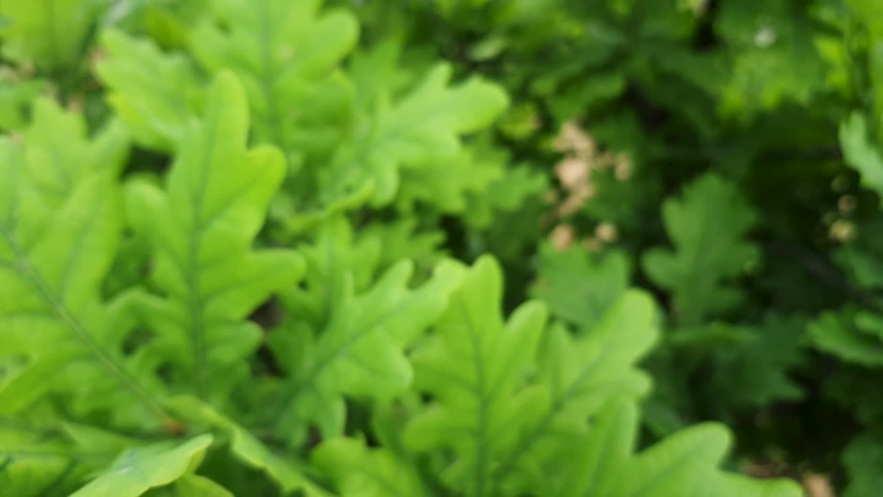 fondo borroso y retrocedente de hojas jóvenes y hermosas de color verde brillante en ramas de roble como telón de fondo. flora natural y concepto ecológico con espacio de copia