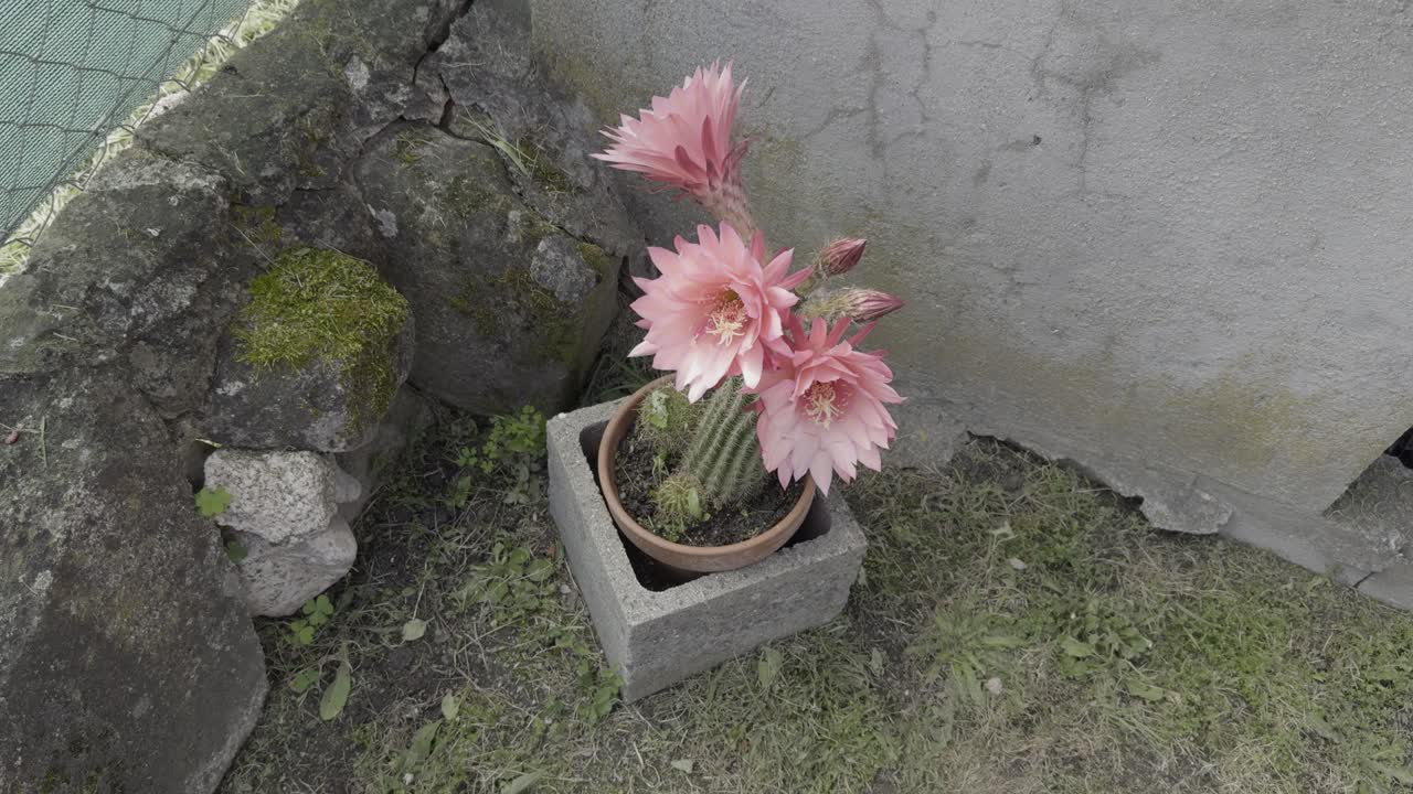 콘크리트 블록 안의 분홍색 꽃이 있는 아름다운 작은 고양이 세라 비