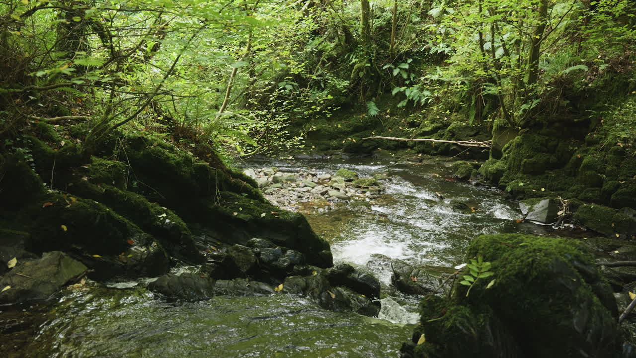 En flod løber gennem en ikonisk, mosgrøn skov i Irland, i slowmotion.