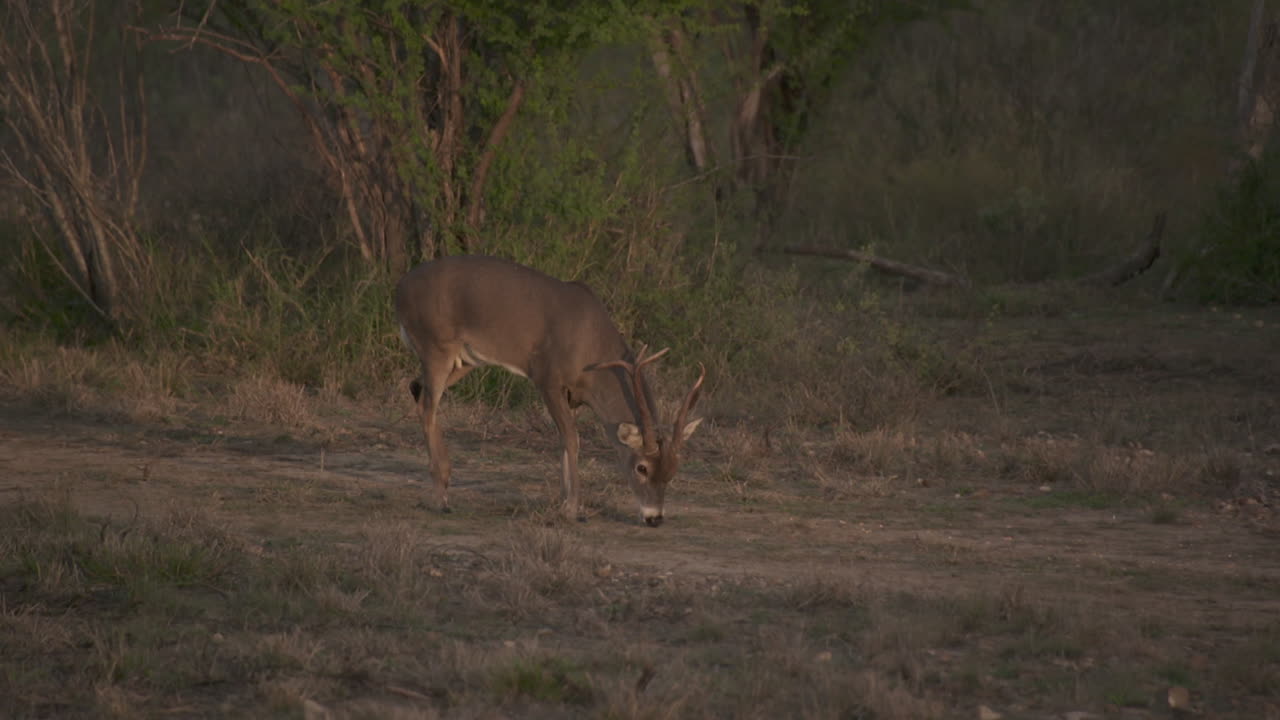 un venado cola blanca en texas, estados unidos
